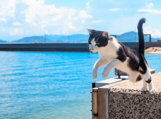 ジャンプする佐柳島の猫