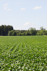 Sojabohnen, Glycine maximus,  Glycine max, Schotenbildung