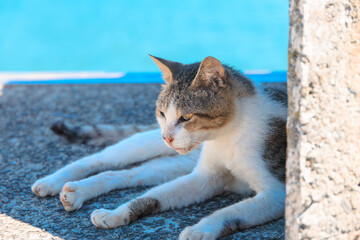 海辺の日陰で休む猫