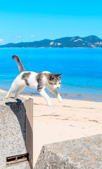 ジャンプする佐柳島の猫