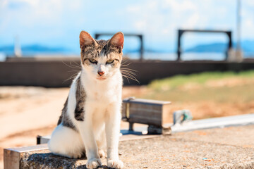 海沿いの猫