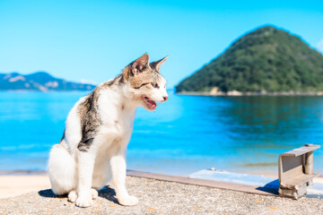 海沿いの猫