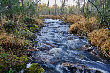 stream in the forest
