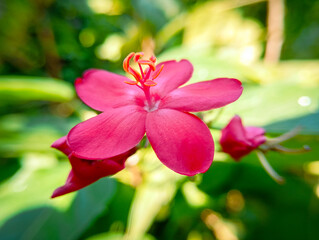 Peregrina (Jatropha integerrima) commonly known as peregrina or spicy jatropha is a shrub of the...