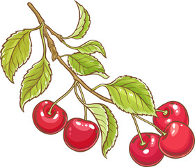 Cherry Branch with Berries Colored Detailed Illustration. Organic natural nutritional healthy food ingredient, vegetarian diet product. 