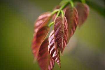 Fototapeta premium Close-up of vibrant red leaves with detailed veins.