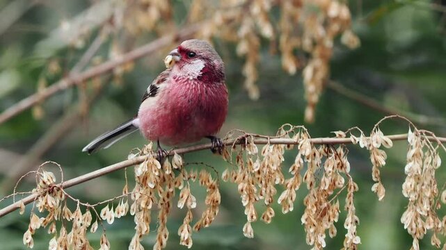 森の中で枝に留まって植物のタネを食べているベニマシコの雄