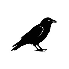 Fototapeta premium Crow silhouette illustration for design and art projects 