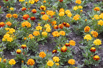 Colorful Marigolds Blooming in a Summer Garden