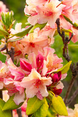 Large bush of colorful flowers in a park in nature