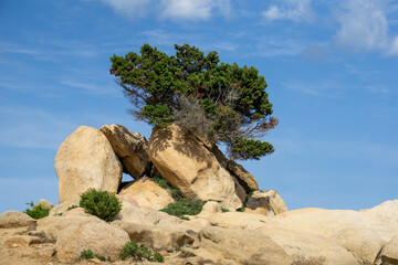 Albero cresciuto tra grandi massi bianchi