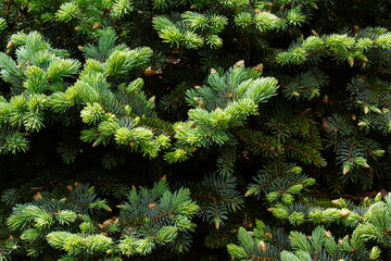 Green spruce in the park, spruce in the forest, green spruce needles