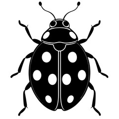 ladybug top view on white background 