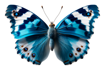 Vibrant blue butterfly with intricate wing patterns