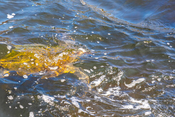 Sea turtle Turtles swim water surface Rio de Janeiro Brazil.
