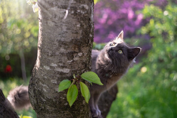 Gray fluffy cat sitting in the garden on a tree, against the background of flowering plants.