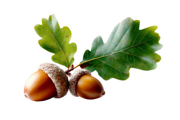 Two acorns and oak leaves on a transparent background