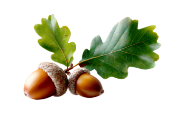 Two acorns and oak leaves on a transparent background
