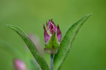 Fresh herb Sage growing on a home farm in the countryside, kitchen spice