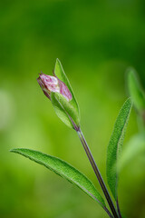 Fresh herb Sage growing on a home farm in the countryside, kitchen spice