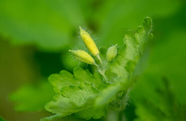 Chelidonium majus is a poisonous, perennial plant from the poppy family. It acts via the central...