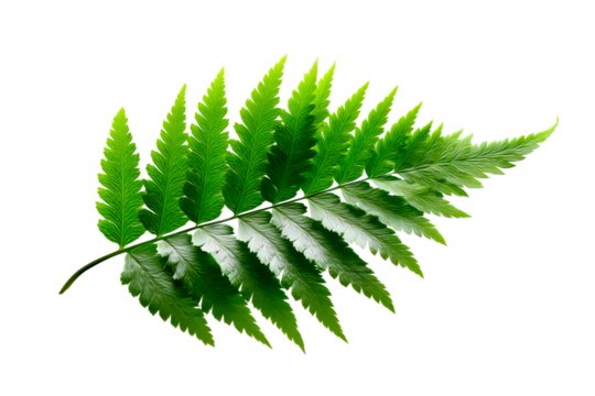 Green fern leaf with intricate details on a transparent background