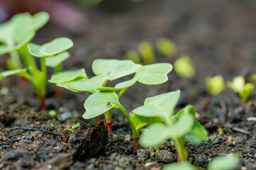 small fresh radish plants on a home farm in the countryside
