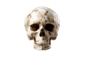 Detailed marble skull with cracks on a transparent background
