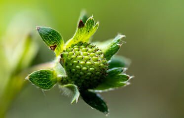 Strawberry, green fruit macro close-up, garden cultivation background