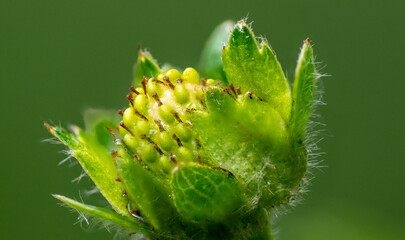 Strawberry, green fruit macro close-up, garden cultivation background