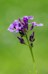 Flower detail, macro shot close up, nature green background.