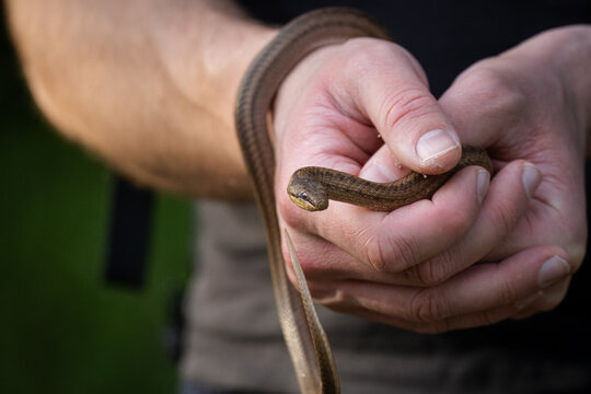 Close-up of a man holding a Smooth Snake in his hands on a spring evening.