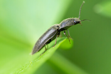 bug on a leaf