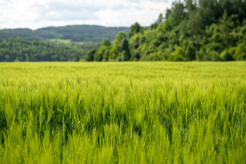 Obraz premium Green field with grain, close-up on nature background