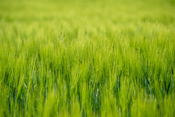 Green field with grain, close-up on nature background