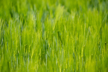 Obraz premium Green field with grain, close-up on nature background