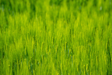 Green field with grain, close-up on nature background