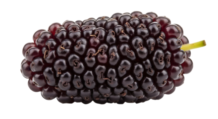 Mulberry Fruit Close-up with Transparent Background,  Showcase Juicy Texture Vividly.