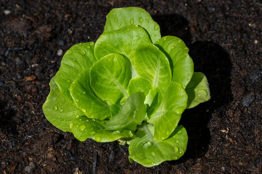 Lettuce, technically scallion or salad scallion (Lactuca sativa L.) is a leafy vegetable originating perhaps from Asia.