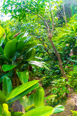 Obraz premium Walking path trail rainforest mountains in Rio de Janeiro Brazil.