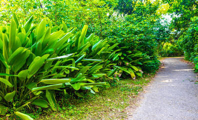 Walking path trail rainforest mountains in Rio de Janeiro Brazil.