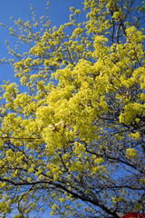 Acer platanoides, Norway maple flowers, Finland