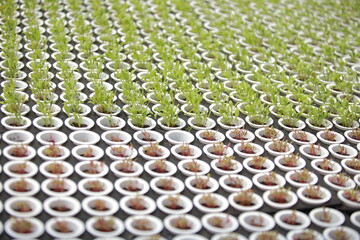 Silk spinning production