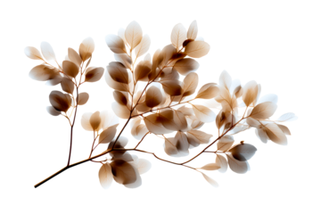 Delicate branches display subtle shades of brown and cream