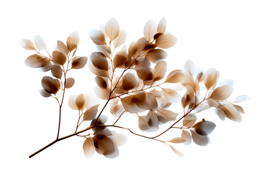 Delicate branches display subtle shades of brown and cream