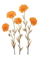 Orange flowers plant petal white background.