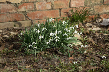 Snowdrops Blooming by an Old Brick Wall in Early Spring Garden
