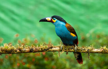 The mountain plate-billed toucan is native to the western slopes of Ecuador and extreme southern Colombia, and inhabits the high-altitude moist montane forests of the Andes.