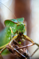 Rain-Kissed Katydid in Macro Detail