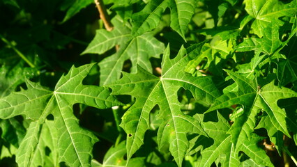A detailed close-up image of vibrant green papaya leaves (Carica papaya) illuminated by natural...